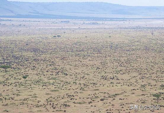 东非动物大迁徙，东非动物大迁徙的路线图（“生命的长征”东非野生动物大迁徙）