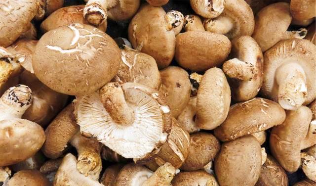 香菇和什么不能一起吃，香菇和什么不能一起吃会过敏（菜农教你一个不外传选购诀窍）