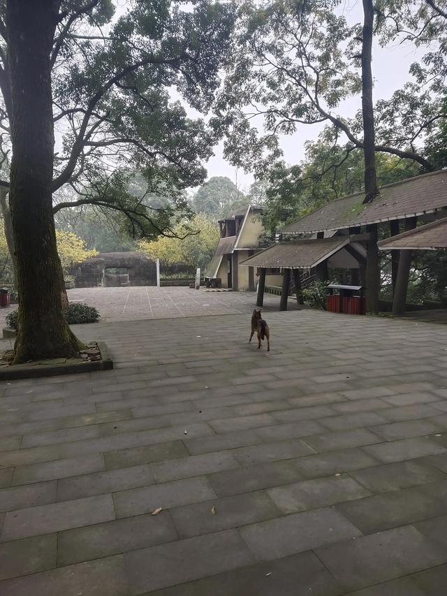 歌乐山森林公园，重庆旅游必去景点（歌乐山国家森林公园）