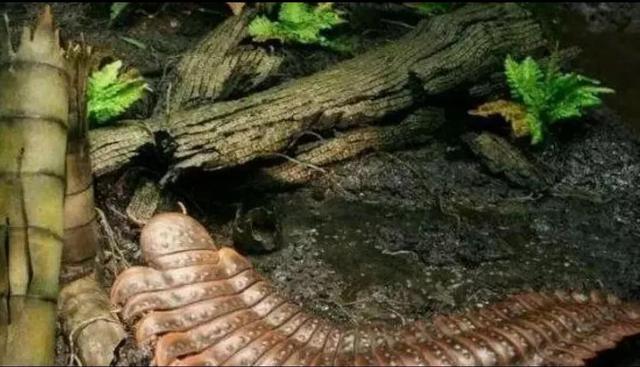 地球上最大的生物远古蜈蚣虫，史前5亿年的恐怖巨型蜈蚣