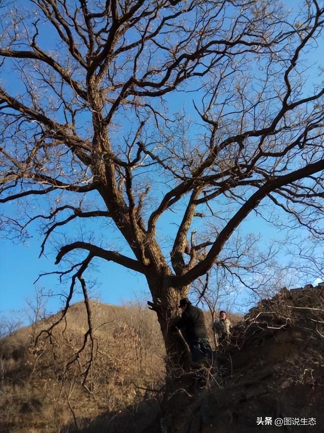 五角枫树适合什么地方种植，五角枫适合哪里种植（最大的1000年在河北阜平）