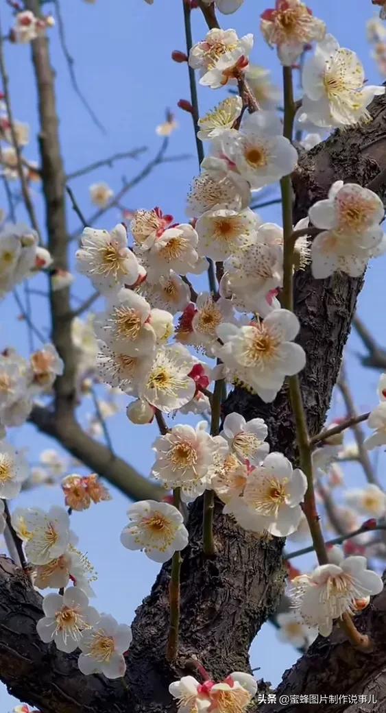 莺歌燕舞是什么季节，柳绿花红莺歌燕舞是什么季节（百花争艳的季节）