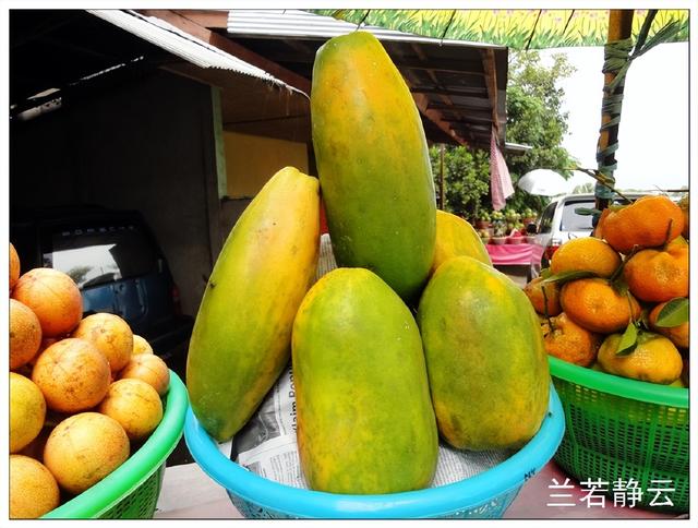 猫屎咖啡的价格，猫屎咖啡多少钱一杯（印尼巴厘岛旅游）