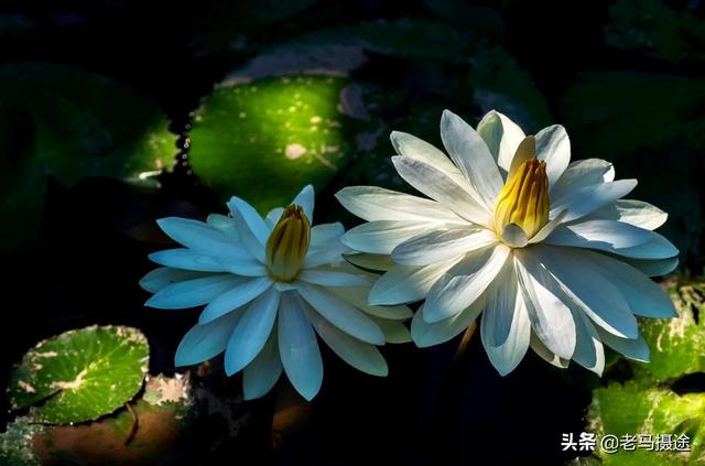 潮州一日游最佳景点，潮州景点大全一日游攻略（广东潮州赤凤葵山虽僻）