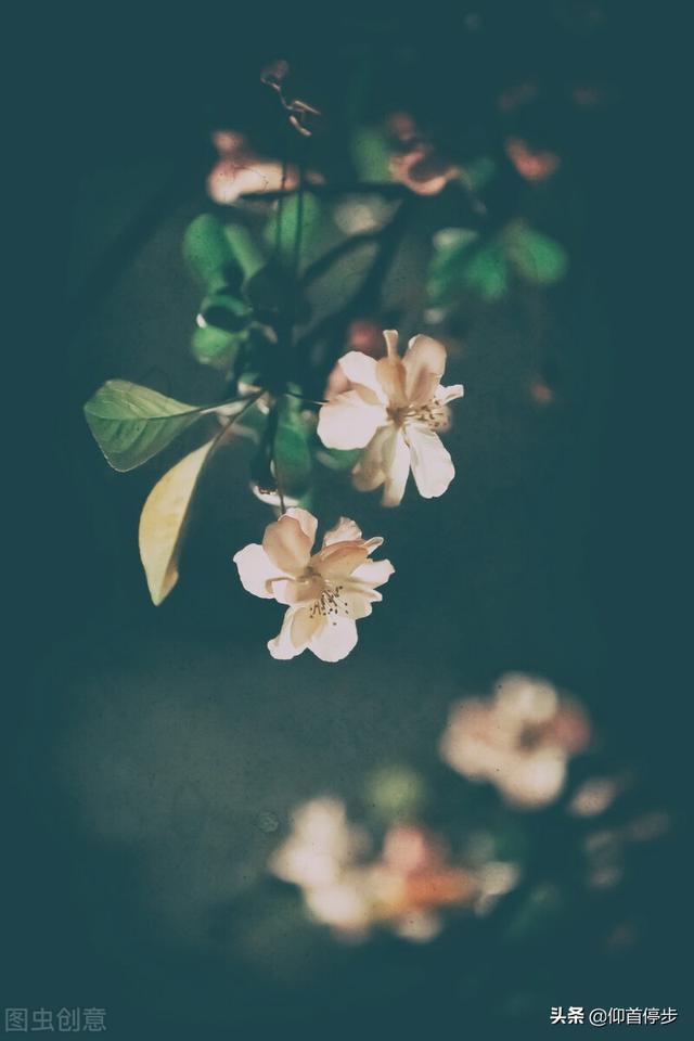 玫瑰到了花期，玫瑰到了花期类似文案（收集超久的：极隐晦的半句情话图片）