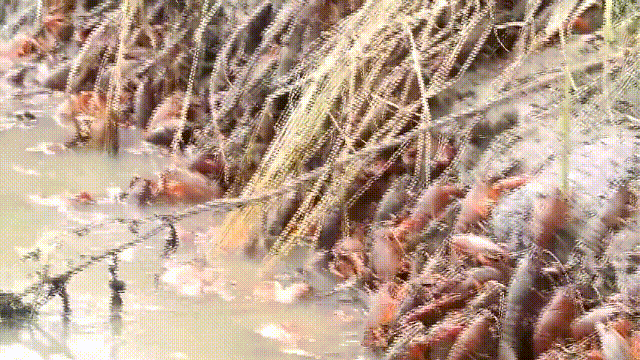 小龙虾属于海鲜类吗，小龙虾是海鲜吗（龙虾：从小龙虾到大花龙）