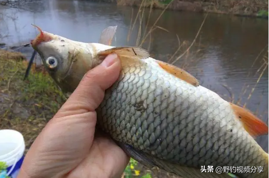 走水中如何钓鱼，走水怎样钓鱼（掌握这几条“法则”）