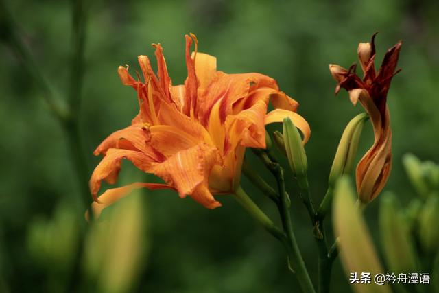 萱草花的花语和寓意，萱草花的花语和寓意图片（萱草的花语：永远爱你）