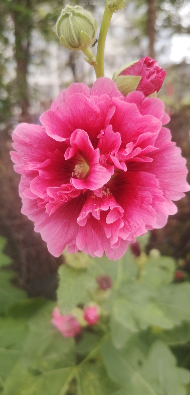 蜀葵花的花语和寓意是什么，甄嬛传华妃口中的“一丈红”