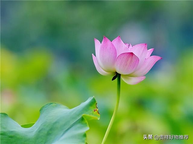 常见水生浮水植物有哪些，浮水植物有哪些品种（避免室内空气过于干燥）