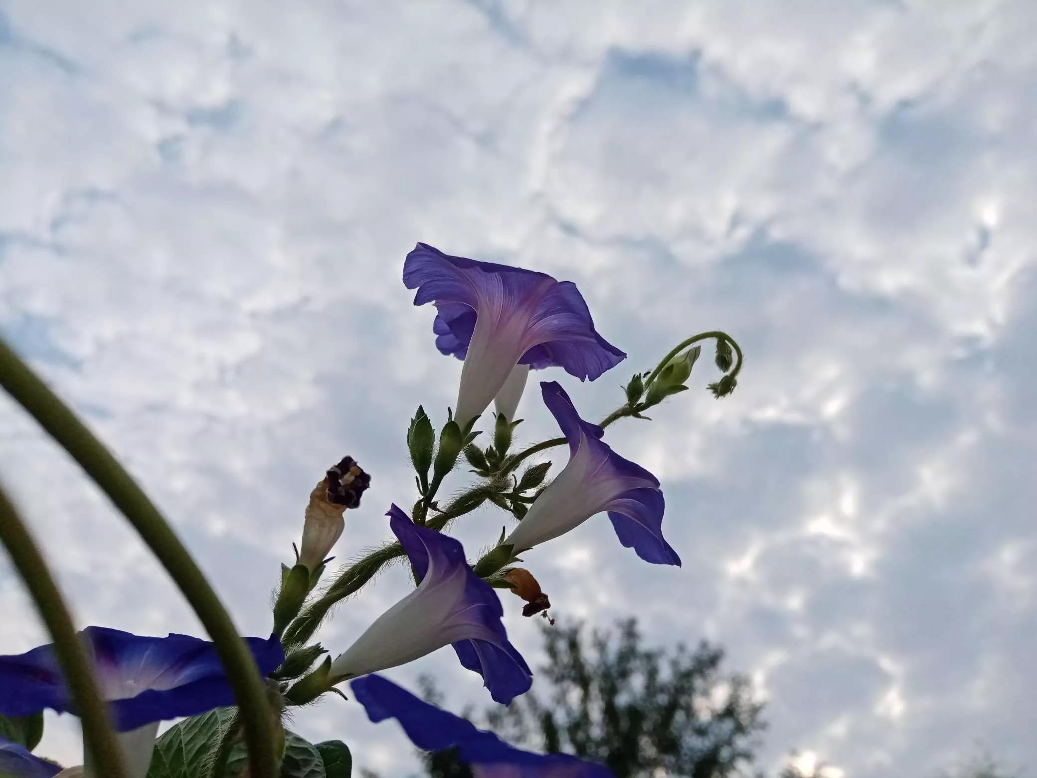 牵牛花图片大全，牵牛花品种大全（与君共赏牵牛花美图大全）