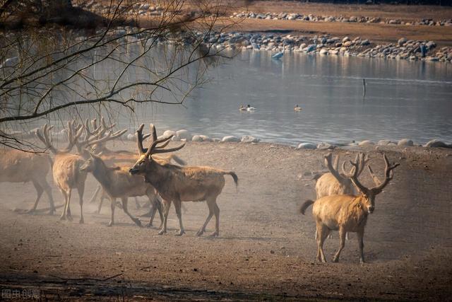 北京湿地公园有哪些景点好玩，北京公园推荐︱10个值得一去的免费公园