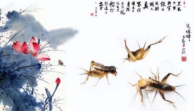 如何看待斗蟋蟀这种文化，探究中国传统民间娱乐活动——斗蛐蛐