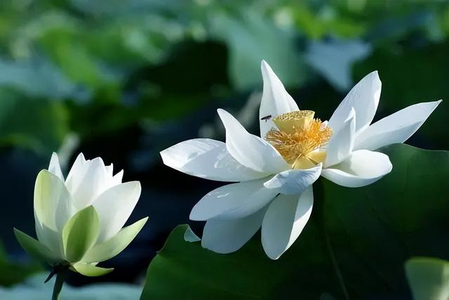 大暑诗词，大暑诗词四句古诗（清风无处寻。炎炎夏日古人如何度过）