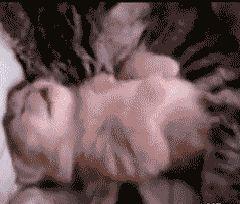 女生梦到猫是什么意思，彻底了解猫的睡眠机制（女生梦到猫是什么意思预兆）