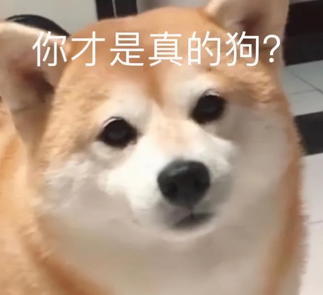 太狗了是什么意思，“你是真的狗”什么梗