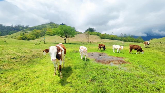 成都周边一日游，成都周边一日游风景好的地方推荐（山野间“粽”情享受）
