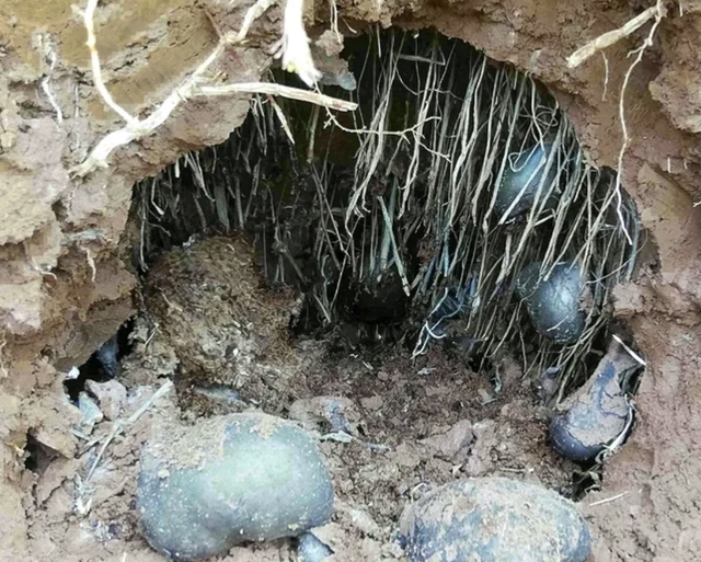 泥土最珍贵，泥土最珍贵阅读理解及答案（如今90元一两有人买）