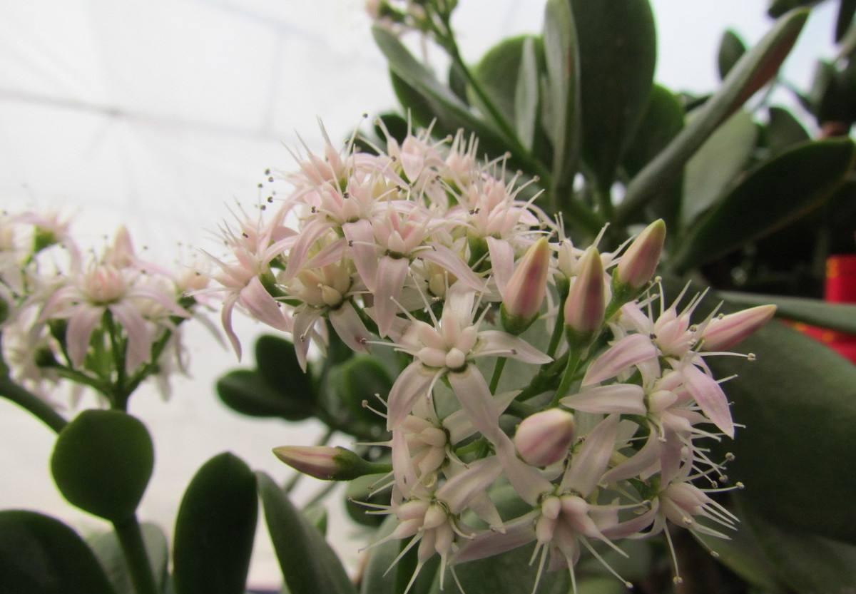 老人须开花是什么样子(6种大绿植,开花就是"好兆头",看看你家有没有)