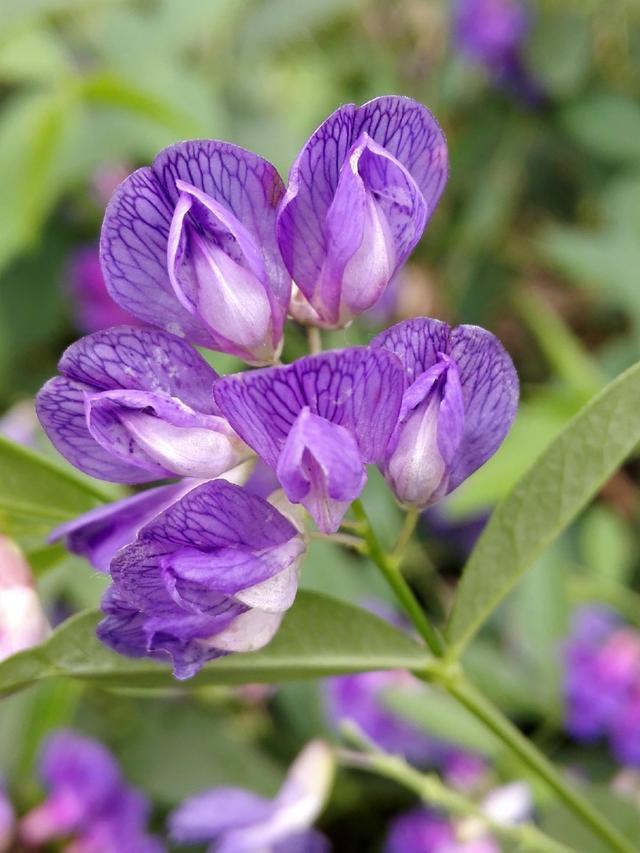 芜菁子的药用价值有哪些，芜菁子是什么中药（68种可食用的药用植物）