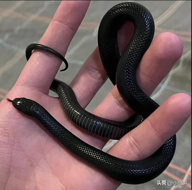 玉米蛇认主人吗，养蛇会认主人吗（蛇中“纸老虎”）