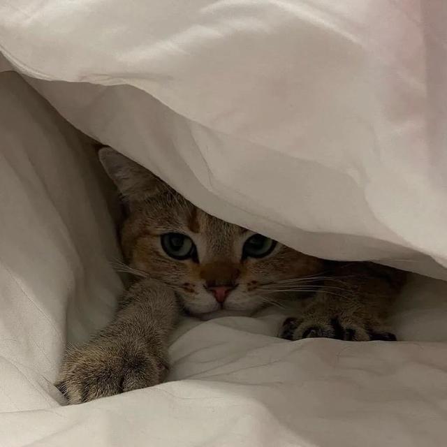 超甜的情侣头像，超级甜的情头微信（130张情侣、闺蜜头像）