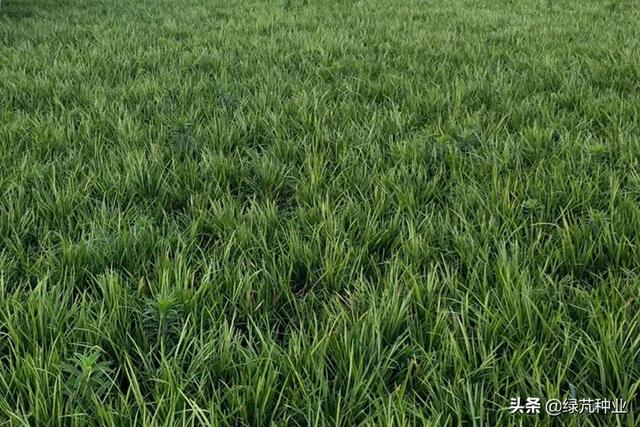 麦冬草的养殖方法和注意事项，麦冬草的养殖方法和注意事项有哪些（麦冬草什么时候种植好）