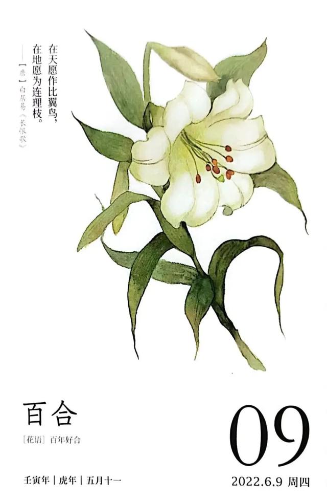 百合花寓意是什么意思，百合花代表什么意思它象征着什么（花名册No.00155）