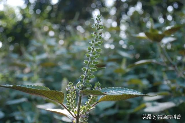 曼陀罗花的图片，曼陀罗花是什么（301味中药材的原植物彩色图谱）