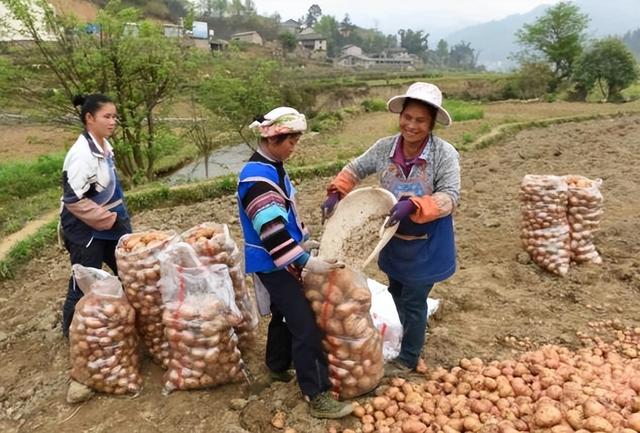 土豆皮红色的怎么回事，土豆皮有点红色（土豆发芽还能吃吗）