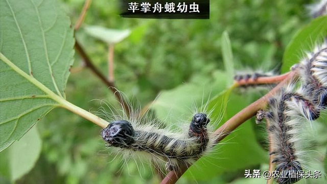 鳞翅目的昆虫有哪些分类，鳞翅目常见昆虫有哪些（第二章、农业植物害虫害螨）