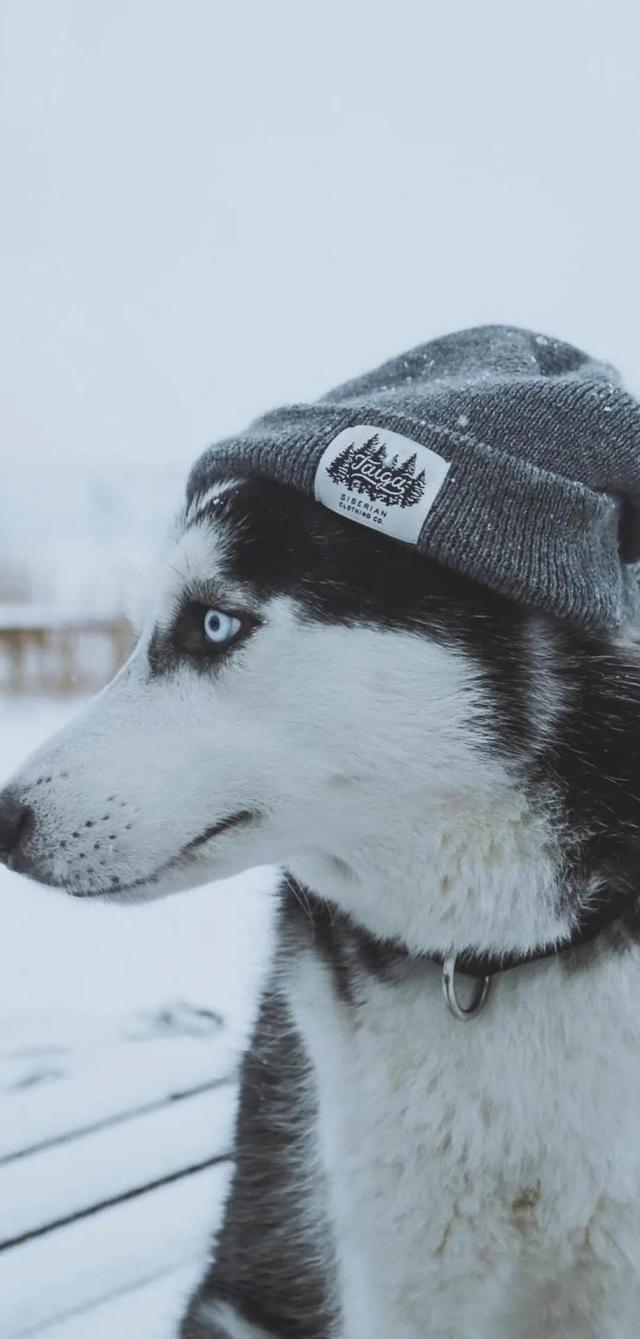 治愈系暖萌动物高清壁纸，温暖治愈系卡通图片（壁纸丨高清全屏萌萌的动物壁纸）