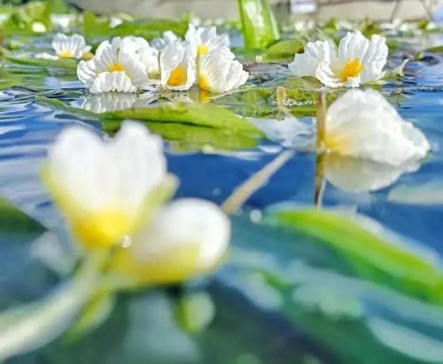 水性杨花是什么意思，海菜花为啥叫水性杨花（与“水性杨花”来场美妙的邂逅吧）