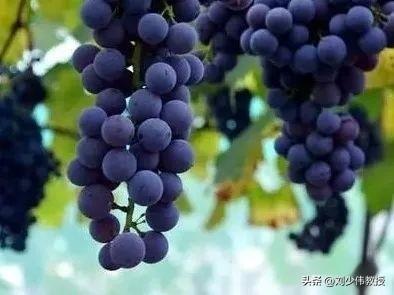 无籽葡萄究竟是怎么回事，科学家又是怎样实现葡萄无籽技术？