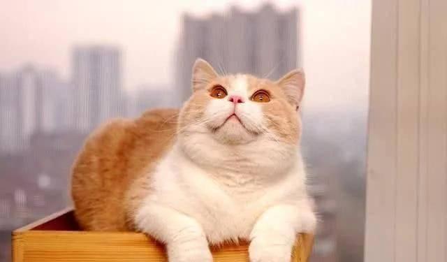 英短哪个颜色最贵，英短猫什么颜色贵（英短猫颜色以哪样最好）