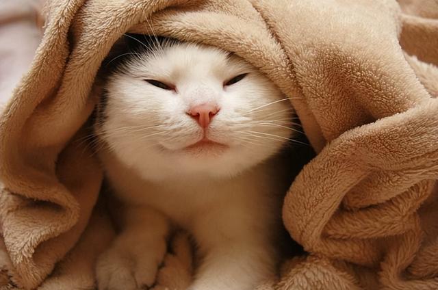 饲养猫咪的正确方法，饲养猫咪的注意事项（30条猫咪饲养知识合集）