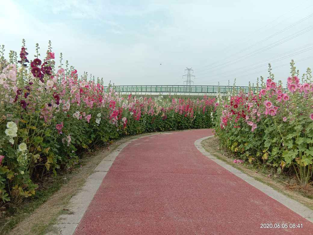 蜀葵花的花语和寓意是什么，甄嬛传华妃口中的“一丈红”