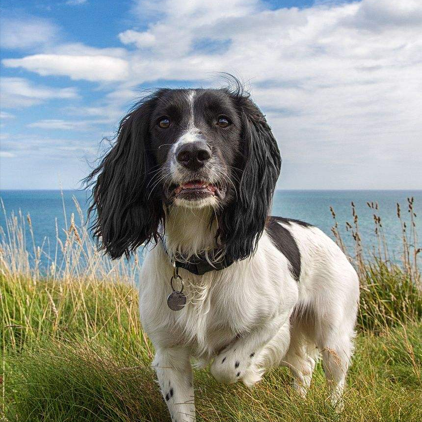 史宾格犬的优点和缺点？聪明又治愈，很难不爱