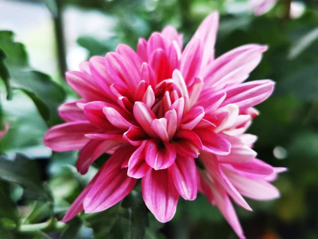 十二生肖配对什么花，十二生肖的花配（新年有新的福气花）