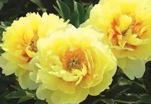 牡丹有哪些品种，牡丹有哪些品种(要名称)（精美绝伦的牡丹花十大品种图片欣赏）