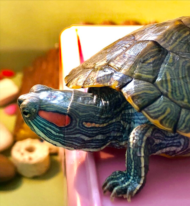 巴西龟可以吃吗,自养的巴西龟能吃吗(巴西龟在我国泛滥成灾)