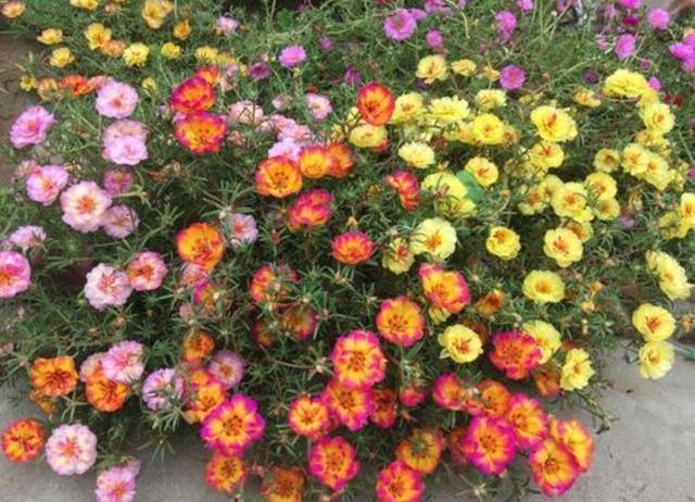 太阳花怎样养护才开花多，掌握3个“技巧”