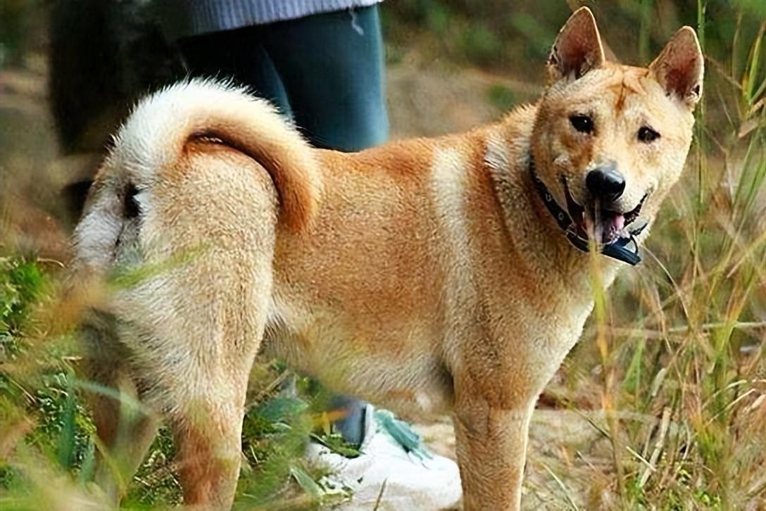 母腊肠犬多少钱一只 腊肠母犬,8岁,4kg