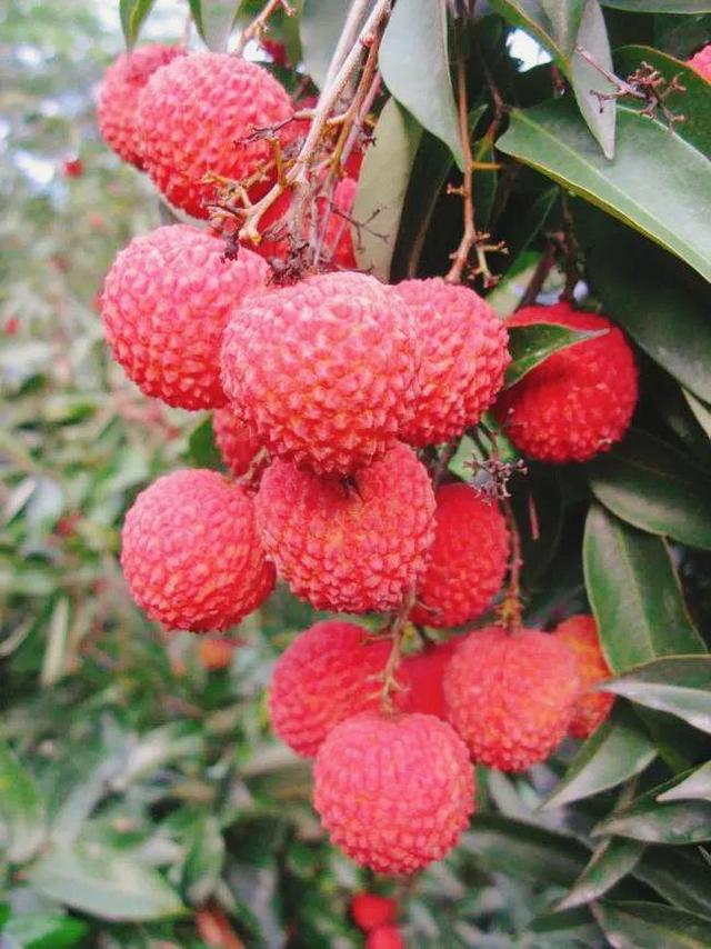 广西的特产水果有哪些，广西的特产有什么水果（满足水果控们的所有期望）