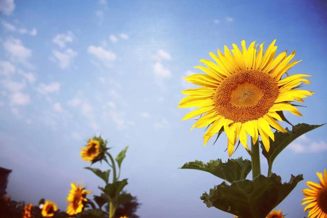 勉励自己的话短句，这一句勉励自己的话（16句励志古诗词）