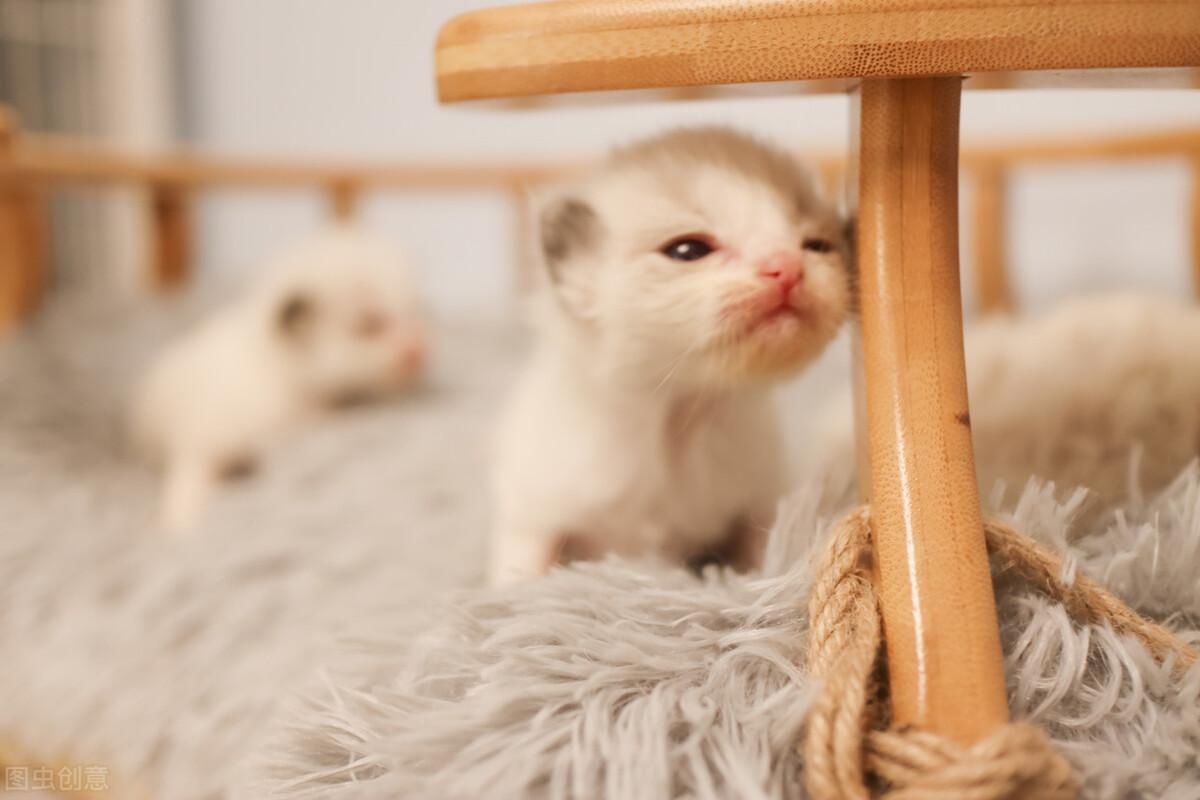 三个月的猫吃多少 三个月的猫一天拉几次大便