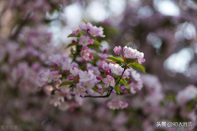 苏轼关于写海棠花的诗，苏轼海棠五首赏析