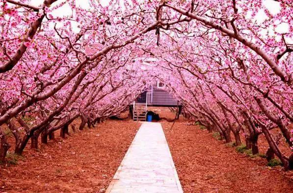 桃花代表什么花语，桃花的花语有哪些（桃花的花语）