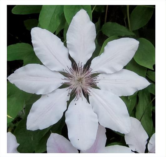 花朵的构造有哪些，花朵的组成结构（暴力拆解花朵的几何结构）