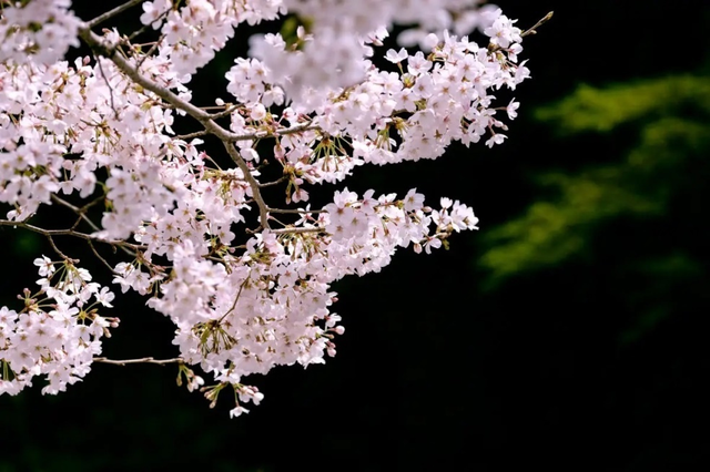 樱桃什么时候开花，樱桃花什么时候开花（樱花谢了能结樱桃吗）